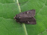 Hillia iris (Fjellvierfly)