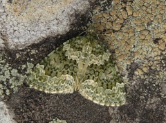 Chloroclysta miata (Autumn Green Carpet)