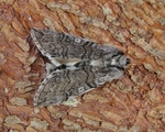 Achlya flavicornis (Yellow Horned)