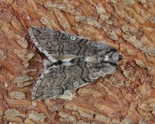 Achlya flavicornis (Vårhalvspinner)