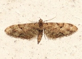 Eupithecia lanceata