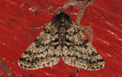 Phigalia pilosaria (Marsmåler)