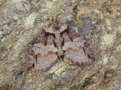 Hydriomena ruberata (Rustbuskmåler)