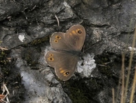 Lasiommata maera (Large Wall Brown)
