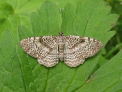 Rheumaptera undulata (Scallop Shell)