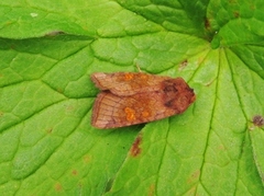 Amphipoea (Stengelfly)