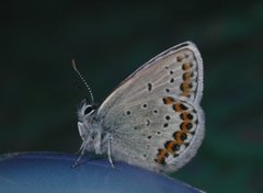 Plebejus idas (Idas blue)