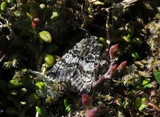 Anarta melanopa (Svartflekkheifly)