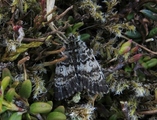 Anarta melanopa (Broad-bordered White Underwing)