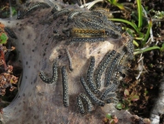 Eriogaster arbusculae (Dvergbjørkspinner)
