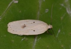 Agonopterix kaekeritziana (Straw Flat-body)