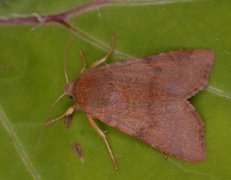 Agrochola helvola (Rødt høstfly)
