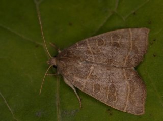 Ipimorpha subtusa