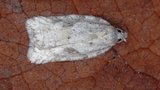 Acleris logiana (Hvit flatvikler)
