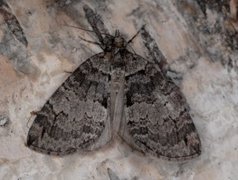Hydriomena impluviata (May Highflyer)