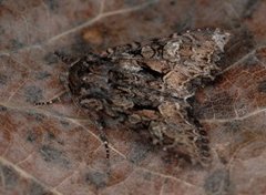 Mniotype adusta (Dark Brocade)