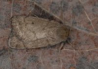 Athetis pallustris (Marsh Moth)