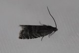 Cydia strobilella (Spruce Seed Moth)