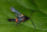 Synanthedon culiciformis (Large Red-belted Clearwing)