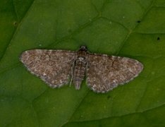 Eupithecia pygmaeata (Arvedvergmåler)
