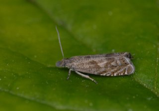 Dichrorampha plumbagana (Silver-lined Drill)