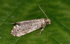 Morophaga choragella (Large Clothes Moth)