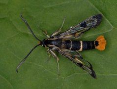 Synanthedon scoliaeformis (Welsch Clearwing)