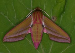 Deilephila elpenor (Elephant Hawk-moth)
