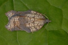 Acleris emargana (Notch-wing Button)