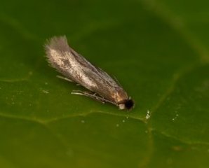 Bucculatrix nigricomella (Daisy Bent-wing)