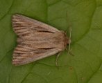 Leucania comma (Kommagressfly)