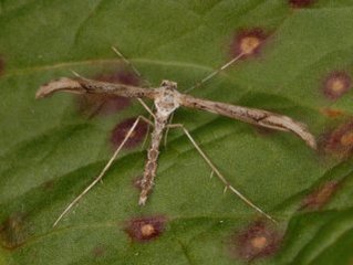 Oidaematophorus rogenhoferi