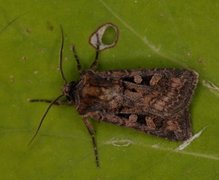 Euxoa recussa (Fiolettbrunt jordfly)