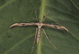 Oidaematophorus rogenhoferi
