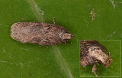 Depressaria pulcherrimella (Pignut Flat-body)