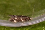 Elachista apicipunctella (Pearl Dwarf)
