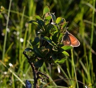 Coenonympha tullia (Myrringvinge)