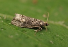 Epinotia maculana (Dark Aspen Bell)