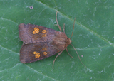 Amphipoea oculea (Ear Moth)
