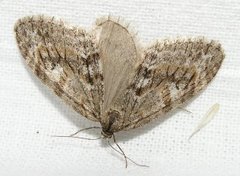 Trichopteryx polycommata (Barred Tooth-striped)