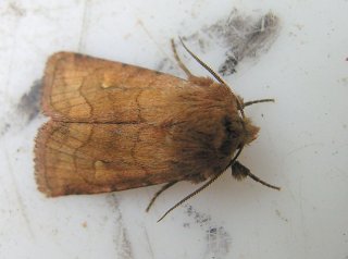 Lasionycta imbecilla (Rødknappfly)