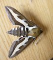 Hyles gallii (Bedstraw Hawk-moth)