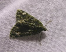 Chloroclysta siterata (Red-green Carpet)