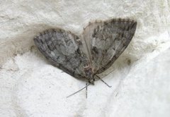 Hydriomena impluviata (May Highflyer)