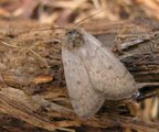 Athetis pallustris (Marsh Moth)