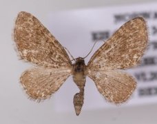 Eupithecia pygmaeata (Arvedvergmåler)