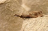 Hypochalcia ahenella (Dingy Knot-horn)