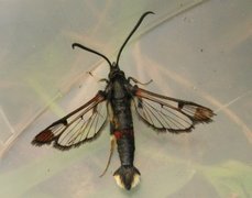 Synanthedon formicaeformis (Red-tipped Clearwing)