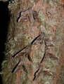 Laothoe populi (Ospesvermer)