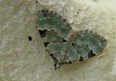 Colostygia pectinataria (Green Carpet)